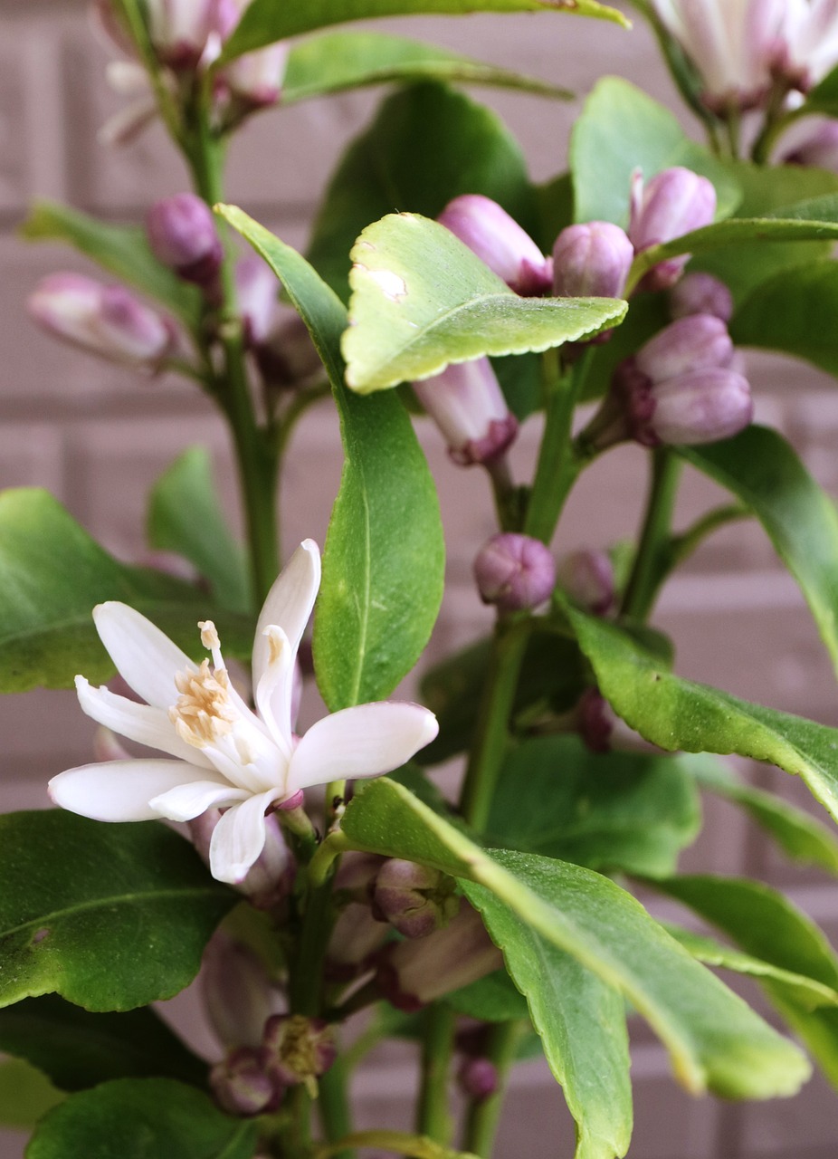 Lemon Blossom Bud Free photo on Pixabay Pixabay