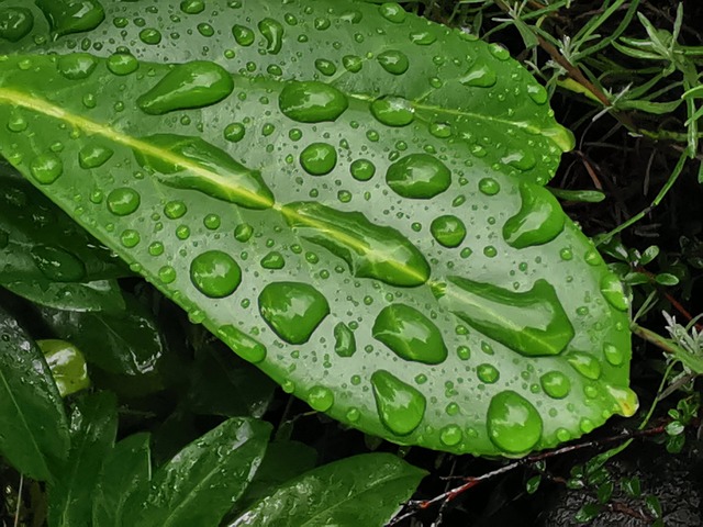 Free Leaf Wet Leaf photo and picture