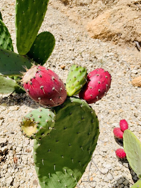 Free Fruit Stalk photo and picture