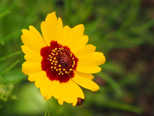 Free Flower Girl Eye photo and picture