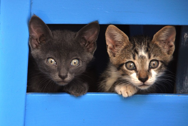 Free Cat Cats photo and picture