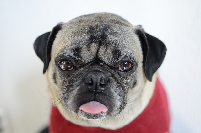 Free Pug Dog photo and picture