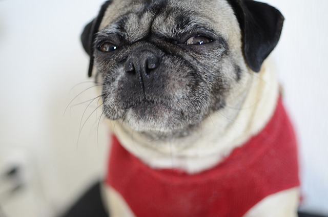 Free Pug Dog photo and picture