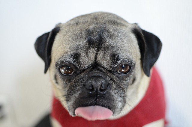 Free Pug Dog photo and picture