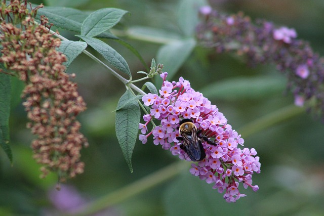 Free Flower Bee photo and picture