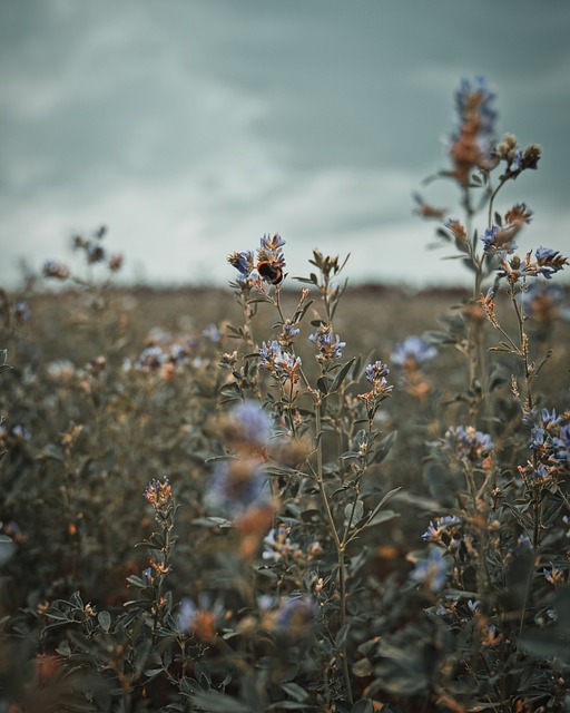 Free Flowers Beautiful Flowers photo and picture