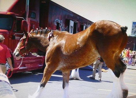 Free Budweiser Horse photo and picture