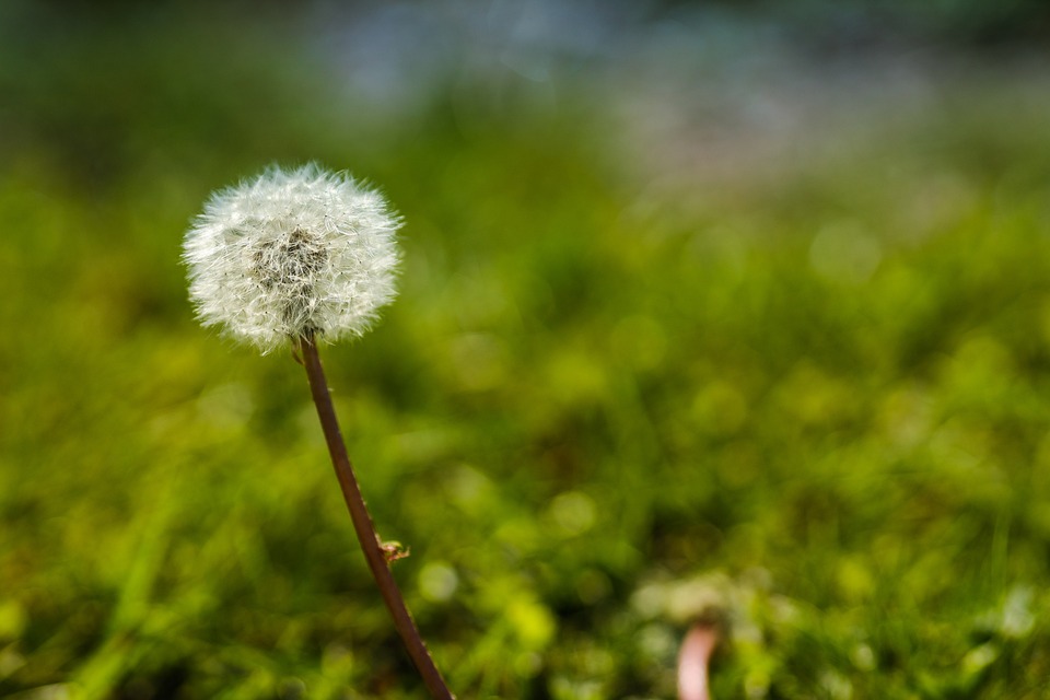 タンポポ 花 植物 Pixabayの無料写真
