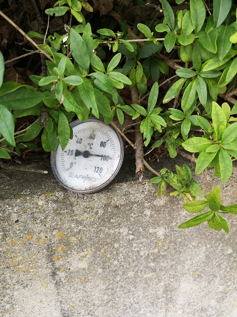 Temperatura, Lixo, Folhas, Meio Ambiente