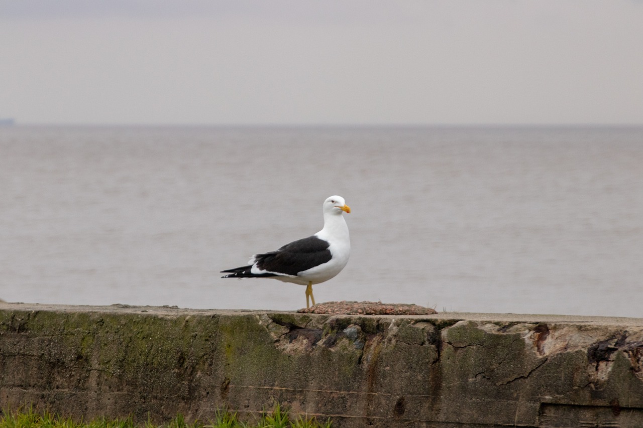 Impression D'art Mouette Plage Côtière Oiseau Art Mural Cadeau Pour