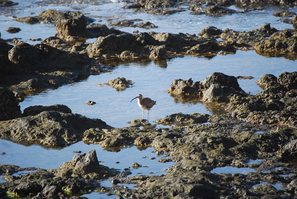 Bird Sicklebird Rocks Rocky - Free photo on Pixabay - Pixabay