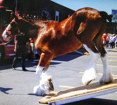 Free Budweiser Horse photo and picture
