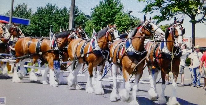 Free Budweiser Horse photo and picture
