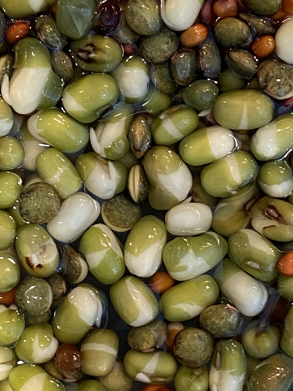 Sprouts Growing Grow Free photo on Pixabay Pixabay