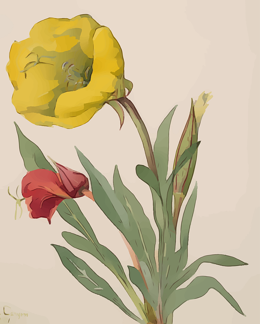 Download free HD stock image of Yellow Flower Free yellow flower daffodil vector