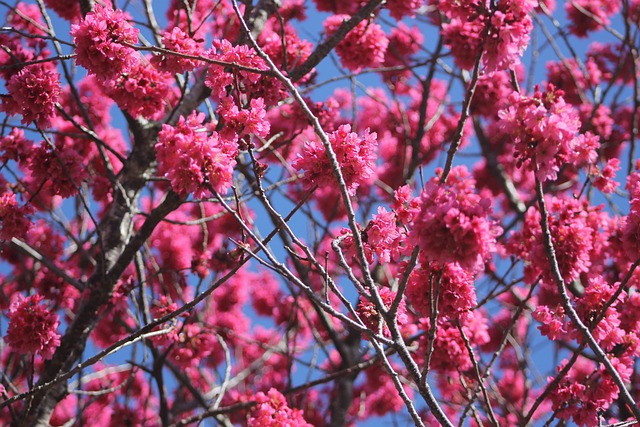 Free Flowers Beautiful Flowers photo and picture