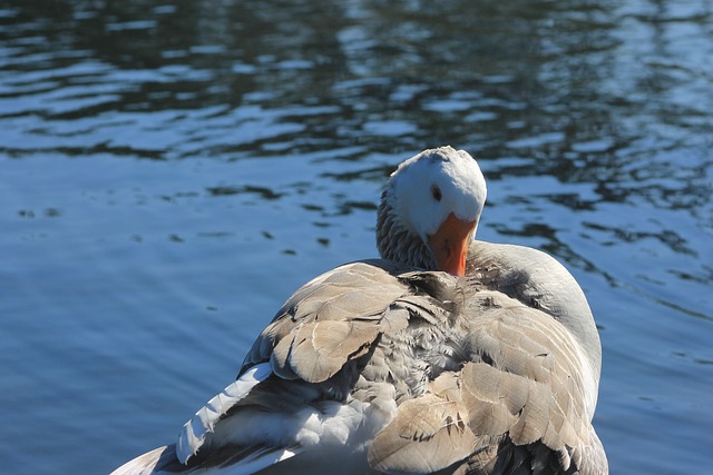 Free Goose Water photo and picture