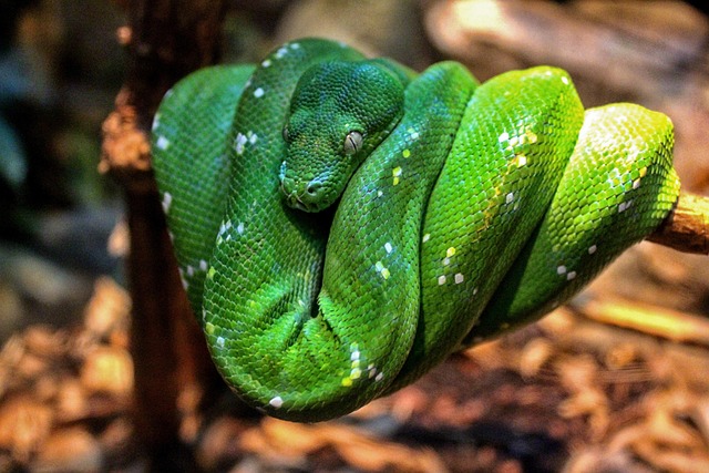Snake Animmal Snake Reptile Animal - Free photo on Pixabay - Pixabay
