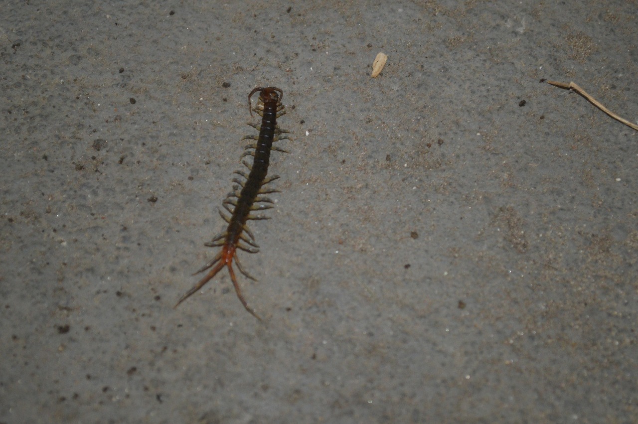Centiped Insectă Natura - Fotografie gratuită pe Pixabay - Pixabay