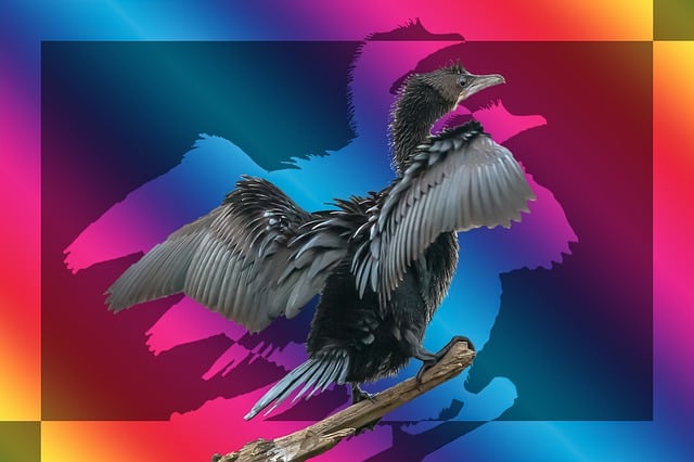 Free bird shag minor shag illustration