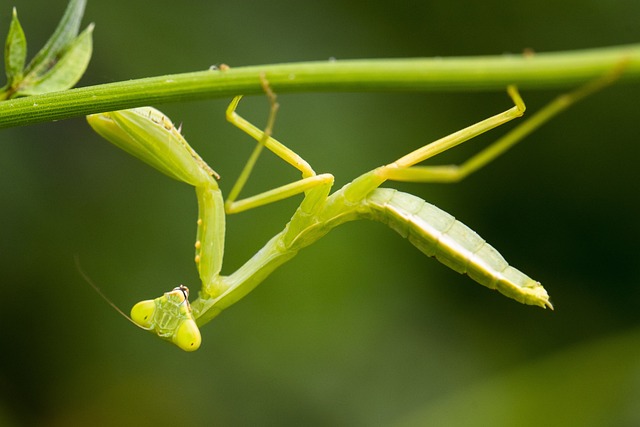 Download free HD stock image of Mantis Insect Free Mantis Insect photo and picture