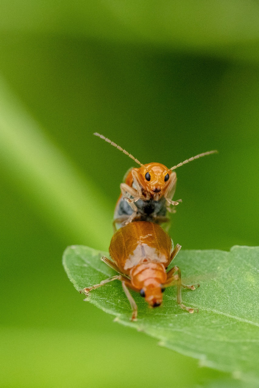 Insecto Escarabajos - Foto gratis en Pixabay