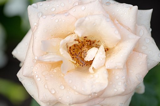 Rosa, Flor, Rosa Rosa, Flores Bonitas