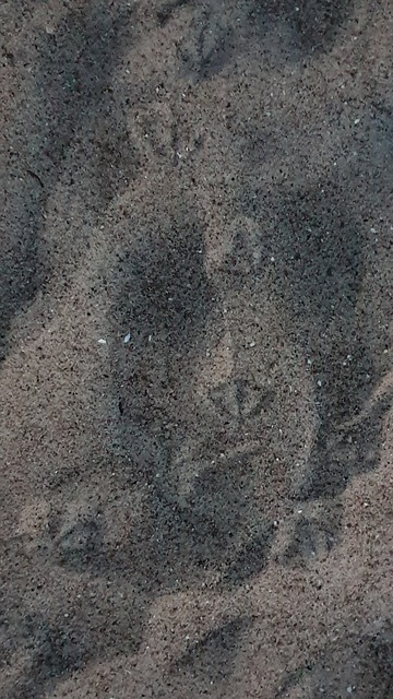 Free Bird Tracks Sand photo and picture