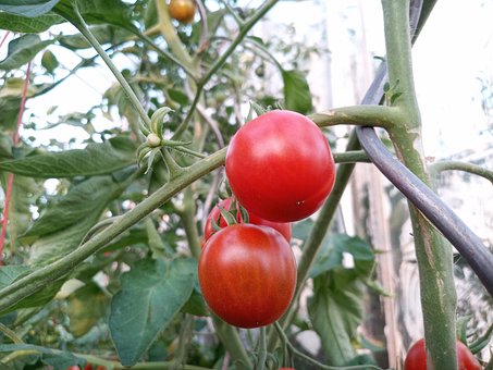 Free Tomato Tomatoes photo and picture