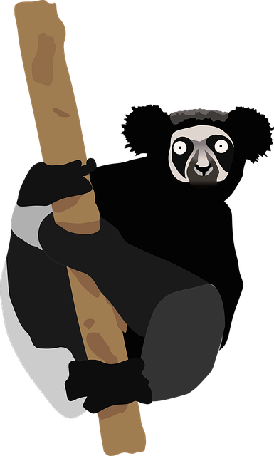Free lemur primate animals vector