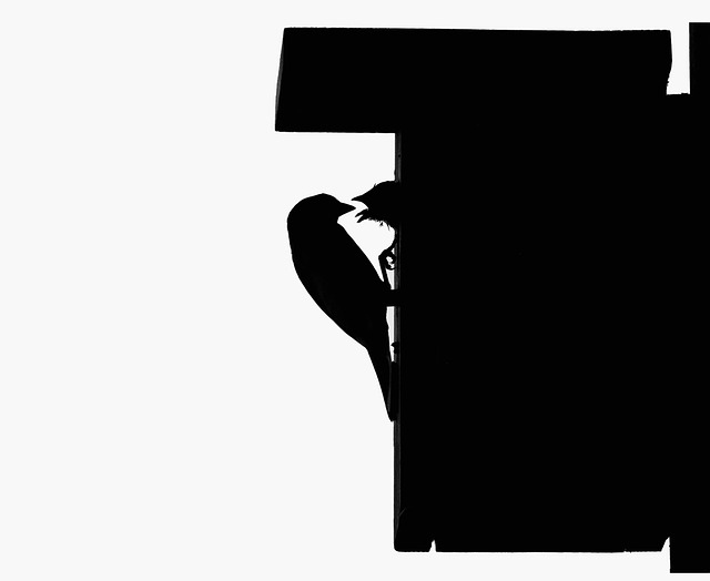 Vögel, Silhouette, Fütterung, Tier