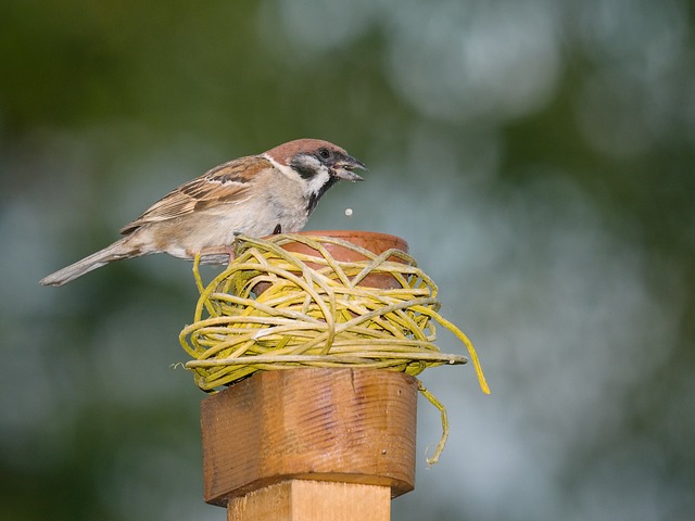 Vogel, Spatz, Fütterung, Natur