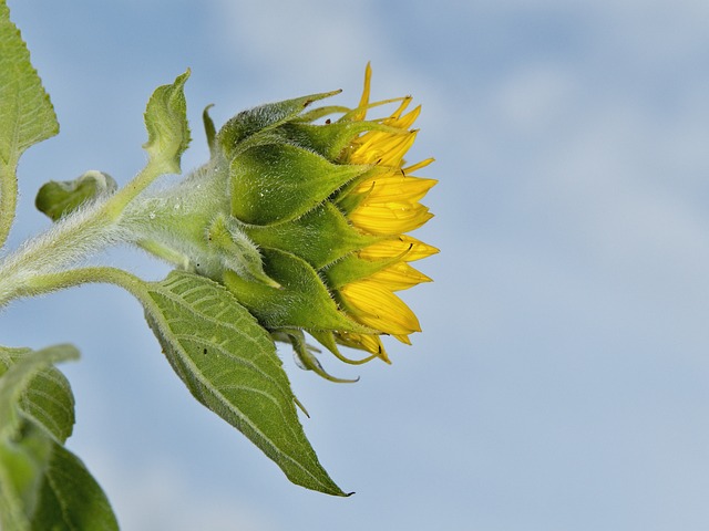 Blühen, Sonnenblume, Sommer, Gelb, Blume