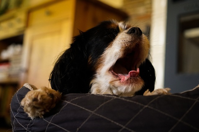 Hond, Vermoeidheid, Taal, Slaap, Hol