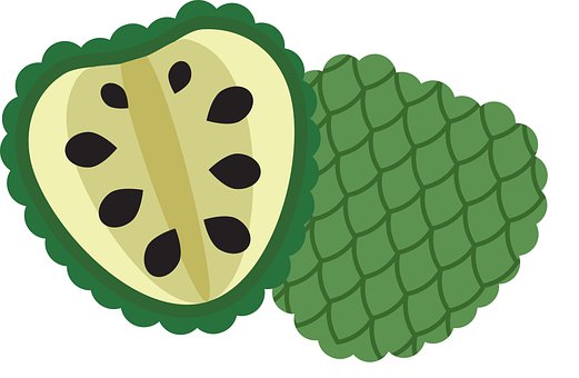 Free Fruit Custard Apple illustration and picture