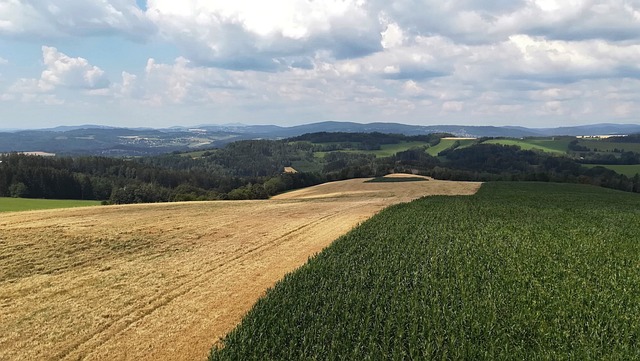 Free Field Plants photo and picture