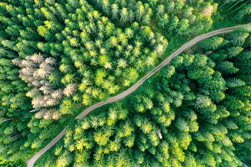 Free Forest Tree photo and picture