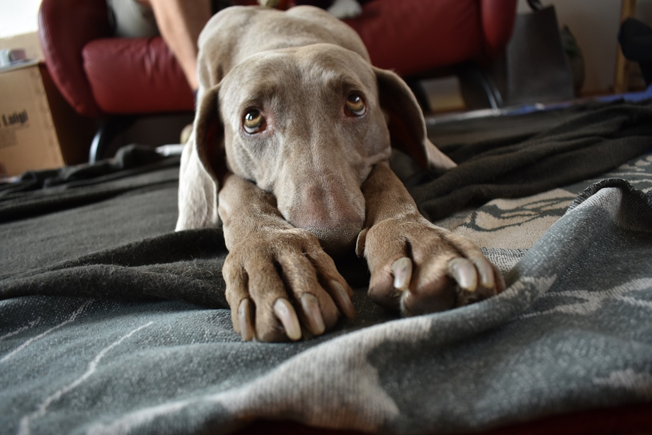 Dog - free online jigsaw puzzle photo