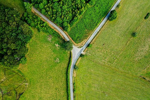 Free Forest Trees photo and picture