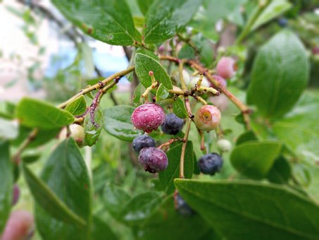 Free Blueberries Blueberry photo and picture