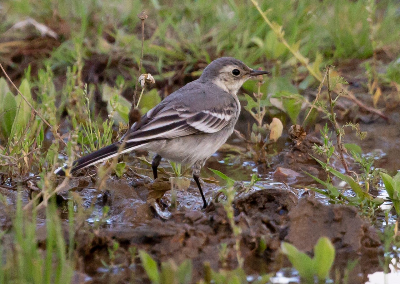 bird-juvenile-pied-wagtail-free-photo-on-pixabay-pixabay