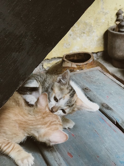 Gato, Linda, Juguetón