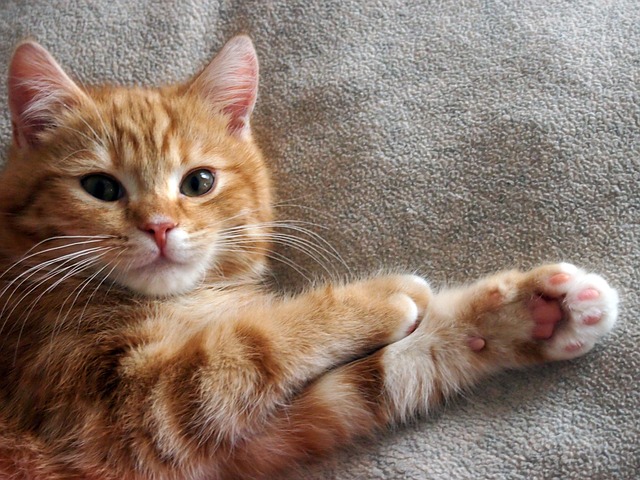 Free Cat Orange photo and picture