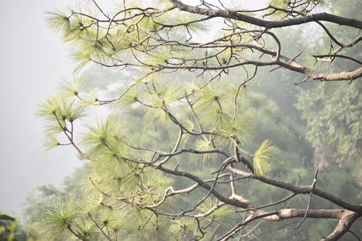 Natur, Baum, Blüte, Grün, Wald