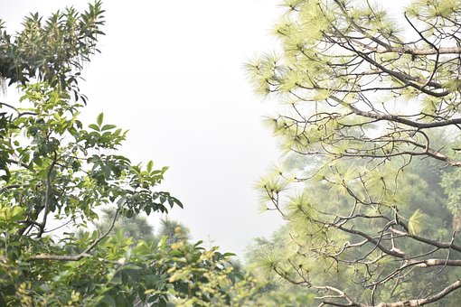Natur, Baum, Wald, Landschaft, Grün