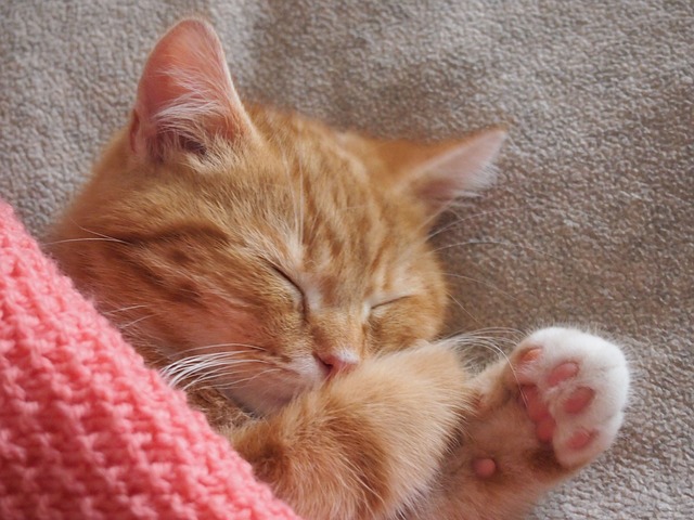 Free Cat Orange photo and picture