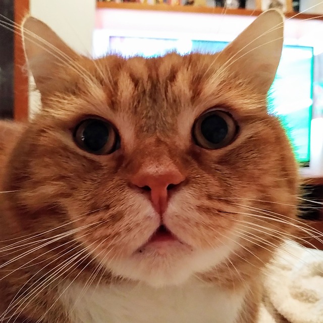 Free Cats Orange photo and picture