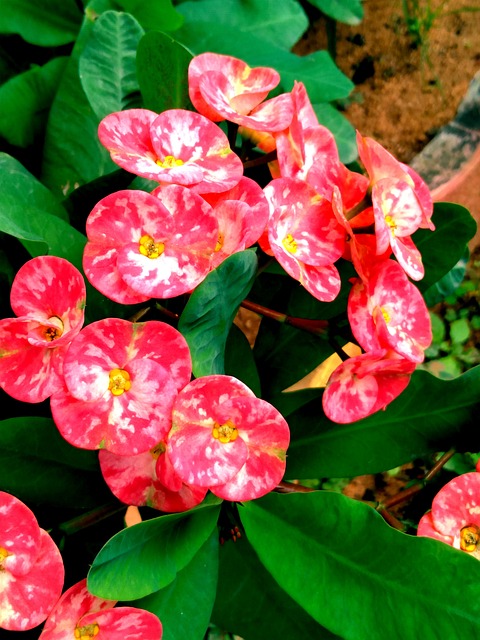 Have, Blomst, Kronblade, Natur, Plante