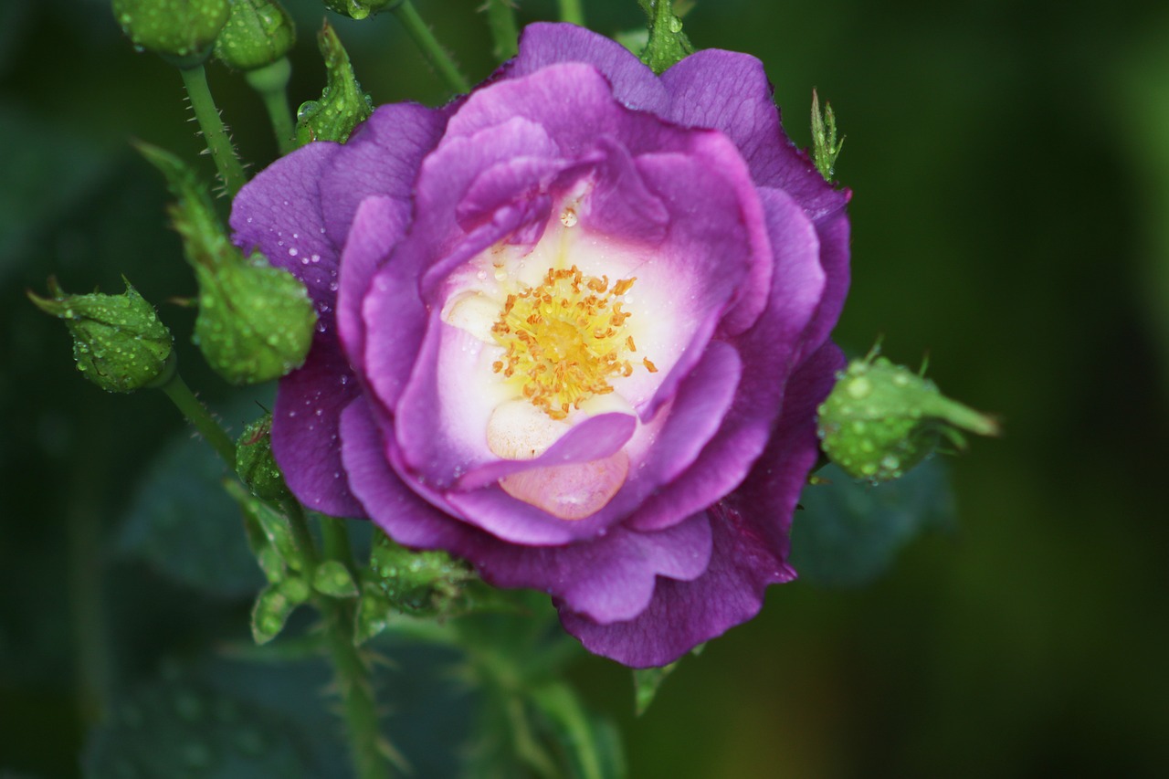 fleur-rose-p-tales-photo-gratuite-sur-pixabay-pixabay