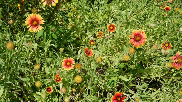 Naturaleza, Flores, Primavera, El Verano